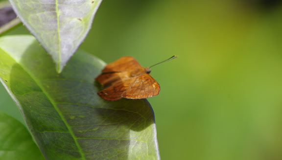 Synargis orestessa HÜBNER, [1819], femelle. Patawa (Montagne de Kaw), 24 octobre 2012. Photo : J.-M. Gayman