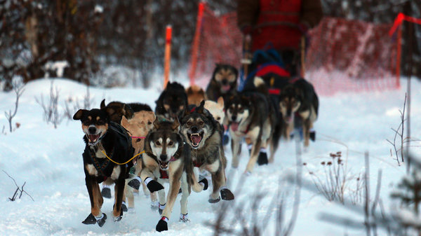 Warm Mushing Season: 2012/2013 has been an unusually warm winter in Alaska, and that has caused trouble for mushers and their sled dogs. 'That was crazy with the warm weather,' said Zack Steer, one of the race’s organizers. 'It was such a drastic change from last year, but the trail at the end was dirt. It wasn’t safe.'  Photo: Jim Wilson / The New York Times