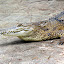 Fresh Water Crocodile at Lone Pine Sanctuary - Brisbane, Australia