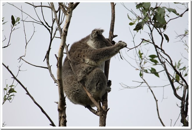Koala at Tower Hill
