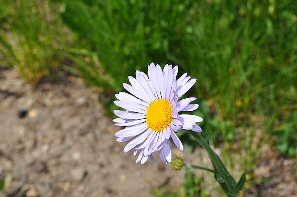 DSC_1937.JPG DSC_1937.JPG