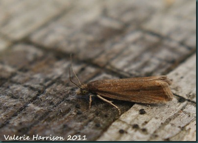 Crambinae sp Crambinae sp