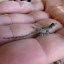 Bébé crocodile. (Ou peut-être lézard ;-) )