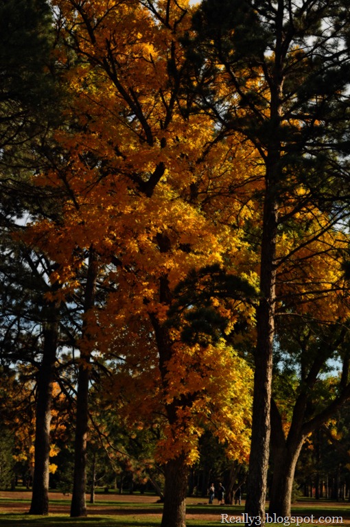 [treeeblur%255B15%255D.jpg]