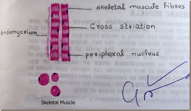 skeletal muscle high resolution histology diagram