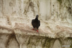 Pigeon at Swayambhunath