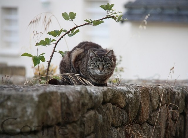 le chat. le chat.