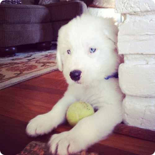 Samson2