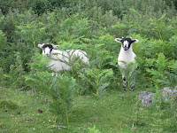 Local sheep in bracken