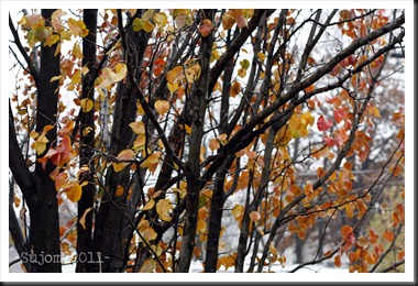 2011 11 22 _MG_7060w 2011 11 22 _MG_7060w