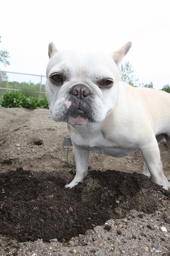 Ok!  Francesca, pass the seedling please!