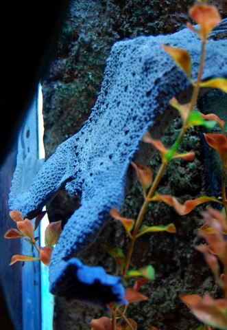 [aquarium21%255B2%255D.jpg]