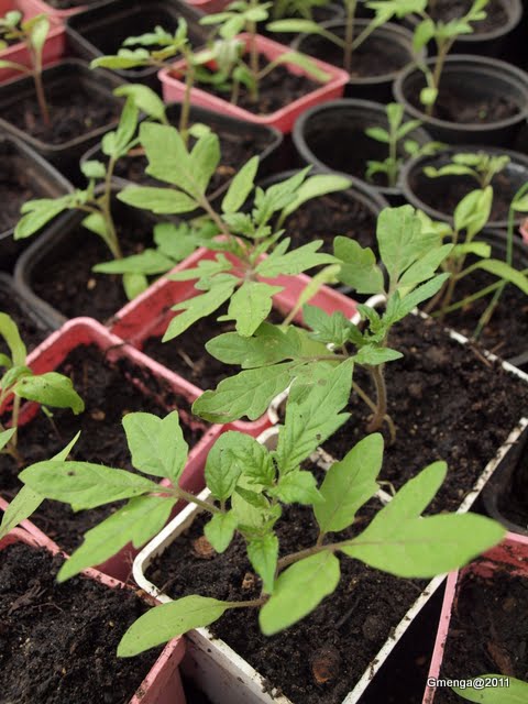 Tomates empotées