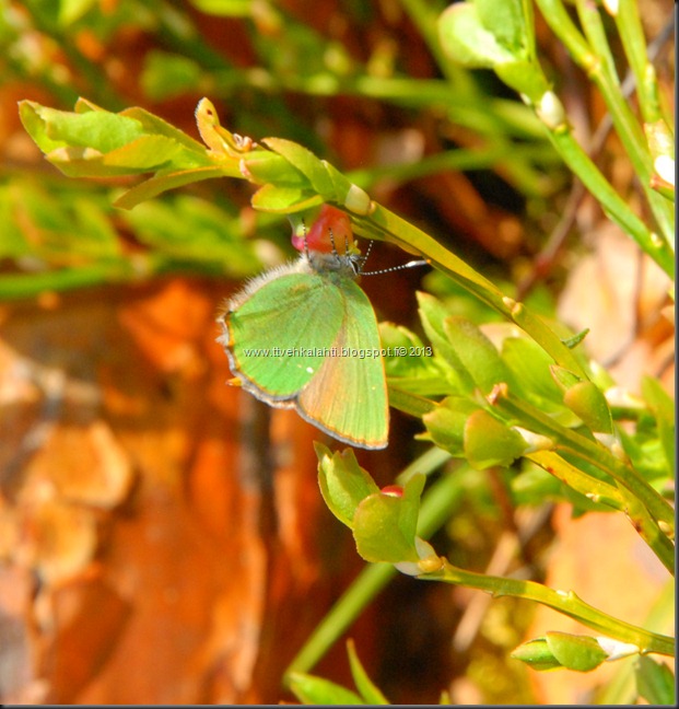 asfaltti ty&ouml; vt 8 Kangasperhonen (Callophrys rubi) 101