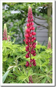 IMG_2819 IMG_2819