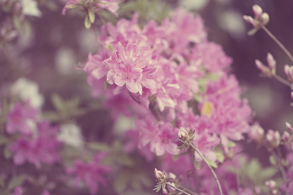 [IMG_1304a%255B6%255D.jpg]