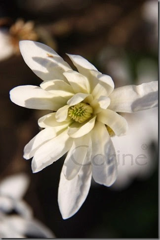 magnolia magnolia