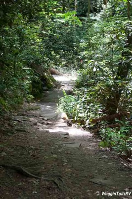 Mingo-Falls-8.jpg Mingo Falls 8