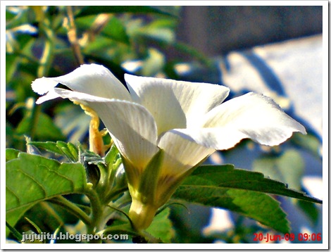 white alder Turnera subulata bunga pukul delapan 09