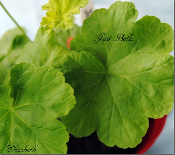 Pelargonium juli -11 052 Pelargonium juli -11 052