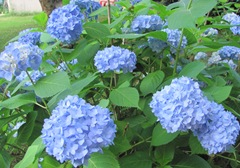 July 2013 flowers in the backyard clsup hydrangea3