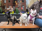 Potato, how about we just relax on this bench for a while instead?  Francesca and I will leave the skateboarding to you!