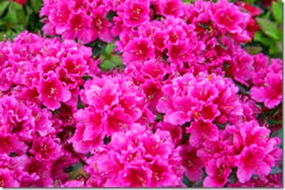 Azaleas Azaleas