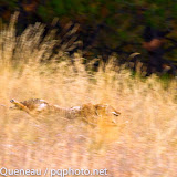A coyote goes full-throttle after a whitetail deer in Pattee Canyon.