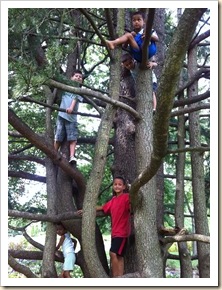 kids in a tree