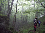 Bosque del valle de La Foix
