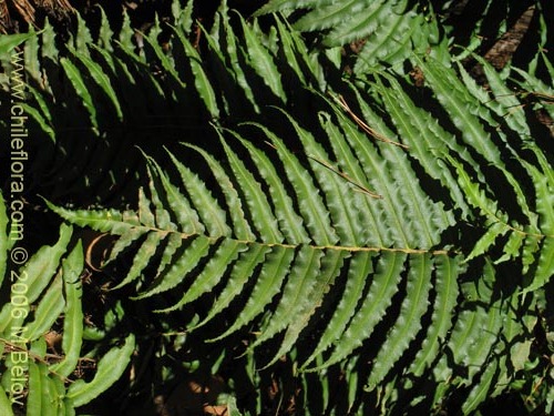[blechnum%2520chilense%255B2%255D.jpg]