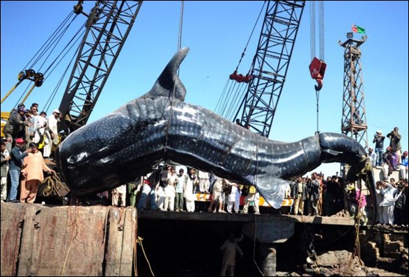 Giant 40-foot Whaleshark Caught 01