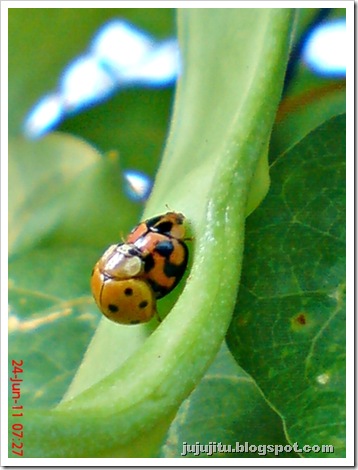 Kumbang Koksi ‘Variable Ladybird’ (Coelophora inaequalis) kawin