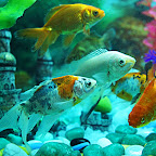 Fish Aquarium @home