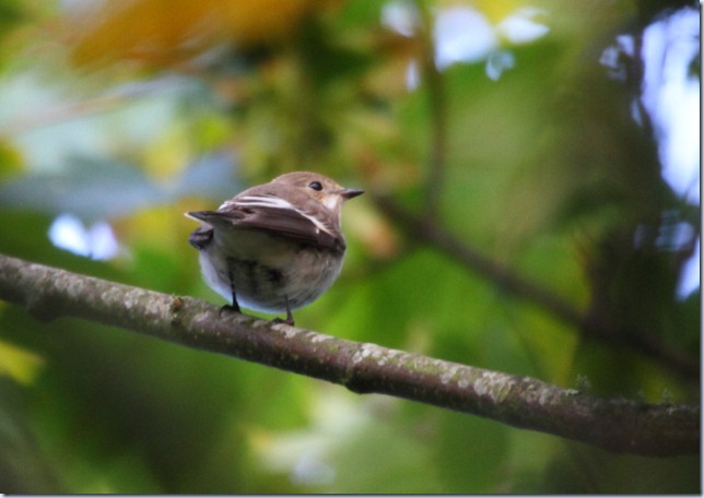 pied_fly