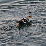 Kind eider