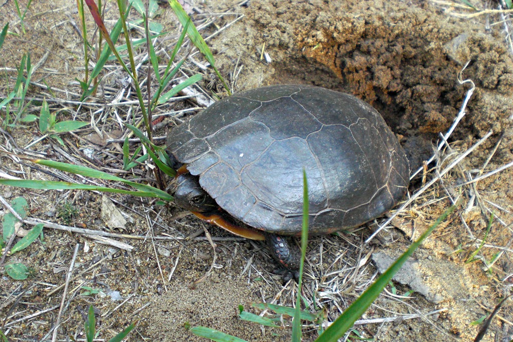 [Painted-Turtle-Laying-Eggs6.jpg]