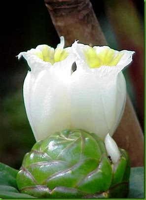 Costus_dubius0 Costus_dubius0