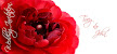 Wedding Invitation