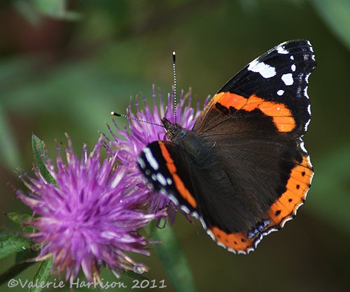 [14-red-admiral%255B2%255D.jpg]