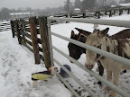 Well, you donkeys must have a strong constitution to be able to stay out here all day long!13
