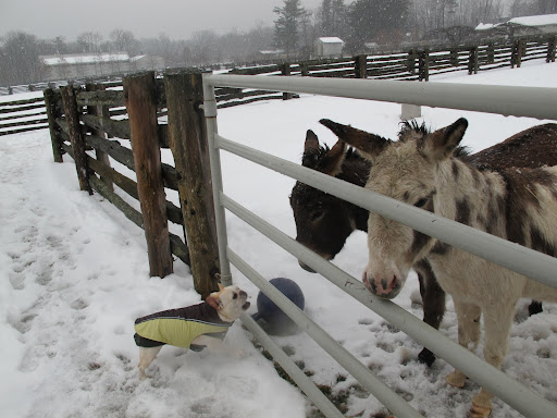 Well, you donkeys must have a strong constitution to be able to stay out here all day long!13