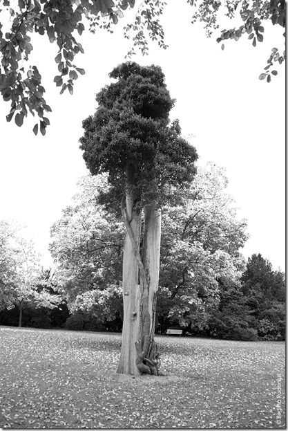 bw_20121024_stillstanding bw_20121024_stillstanding
