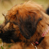 Abi - DSC_0070.jpg