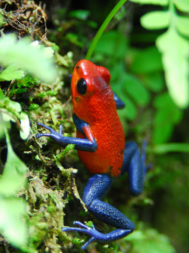 Dartfrog