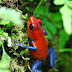 Dartfrog