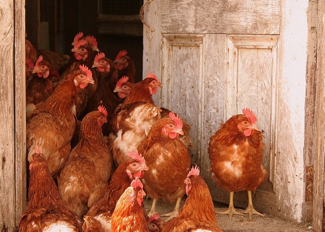 [chickens%255B4%255D.jpg]