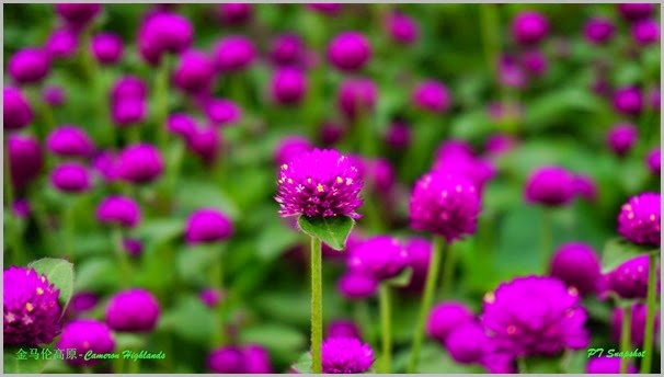 紫色的花 紫色的花