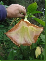 Brugmansia bicolor (2) Brugmansia bicolor (2)