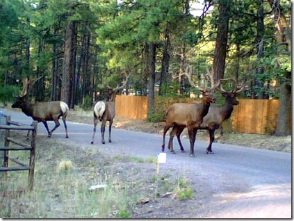 Elk Elk